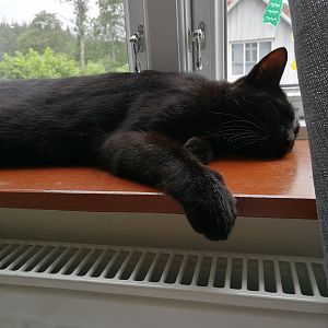 Sleeping by the window