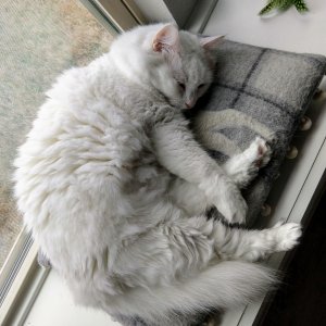 Toonie window nap