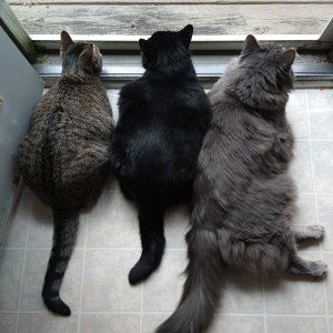 Evie, Shadow, and Moose