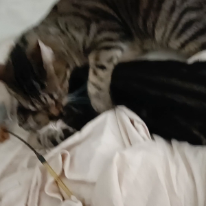 cats_fighting_or_playing.mp4