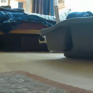 Merlin chases Fred under the bed
