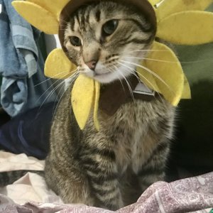 Little is a Sunflower for Halloween
