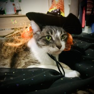 And Lil’ Bo is a Witch this Halloween