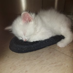 They all would only like sleeping in those slippers