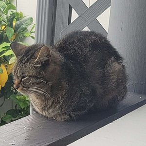 Cat do loaf