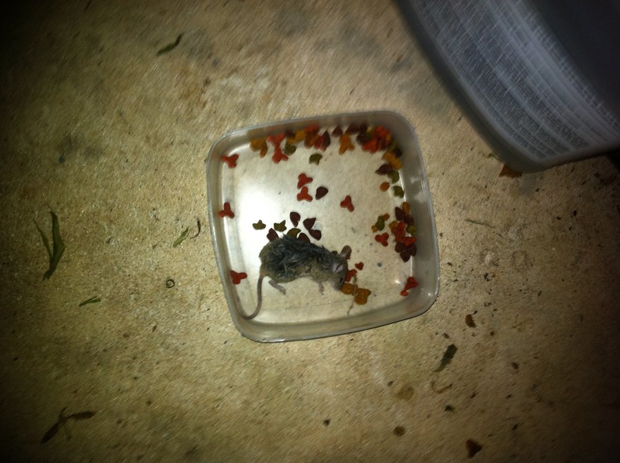 05-01-11 dead mouse (2).JPG