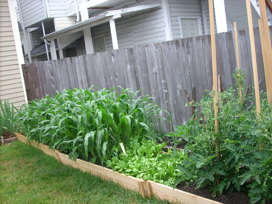 06189 corn is growing, so is the lettuce.jpg