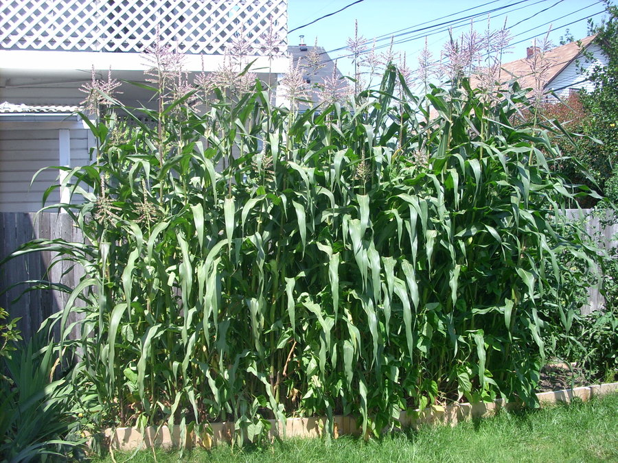 072909 corn is 9ft high.jpg