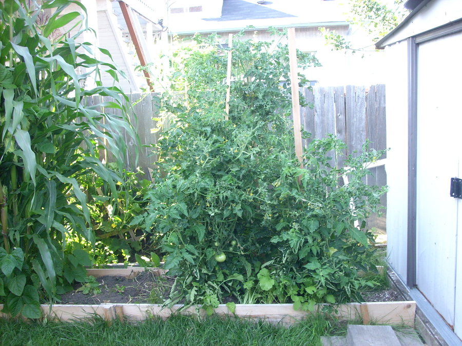 072909 tomatoes 5ft high.jpg