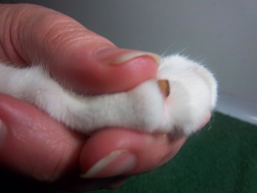 Vet clipped claws FAR too short! | TheCatSite