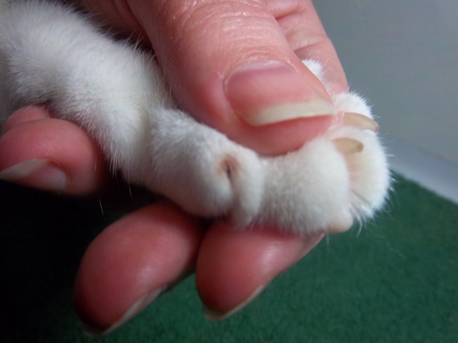 Vet clipped claws FAR too short! | TheCatSite