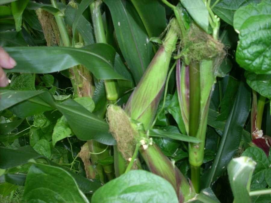 080509 this corn is just about ready to eat.jpg