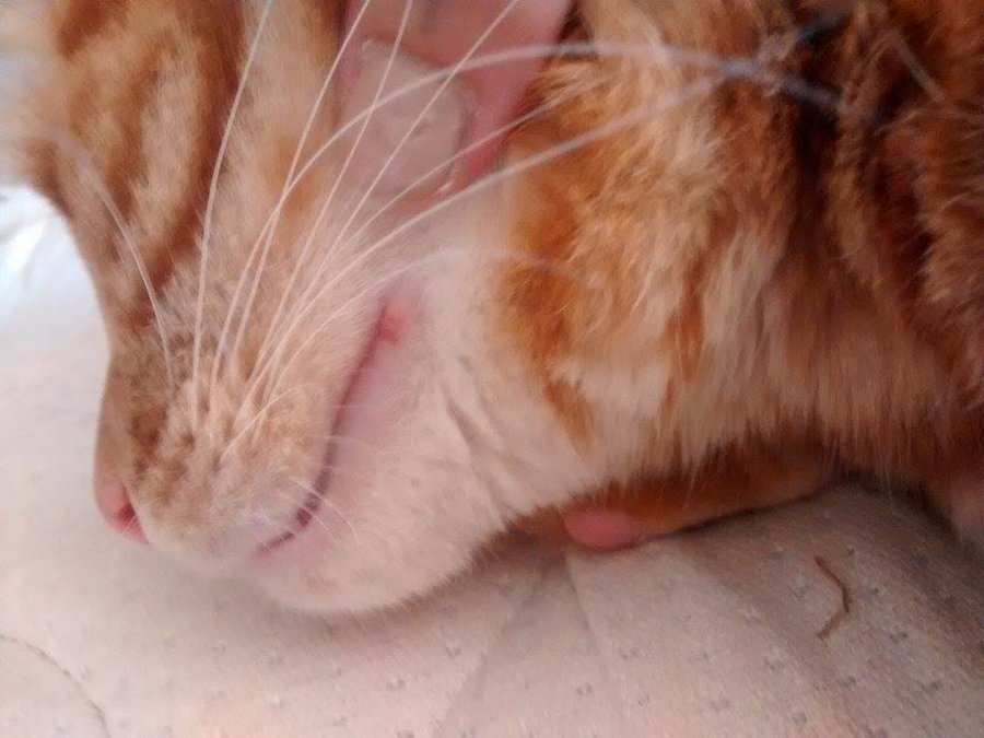 Pictures Of Sores On Cat S Lips