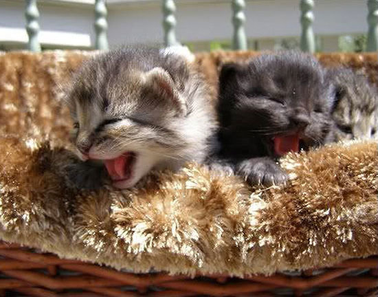 2 kittens.jpg
