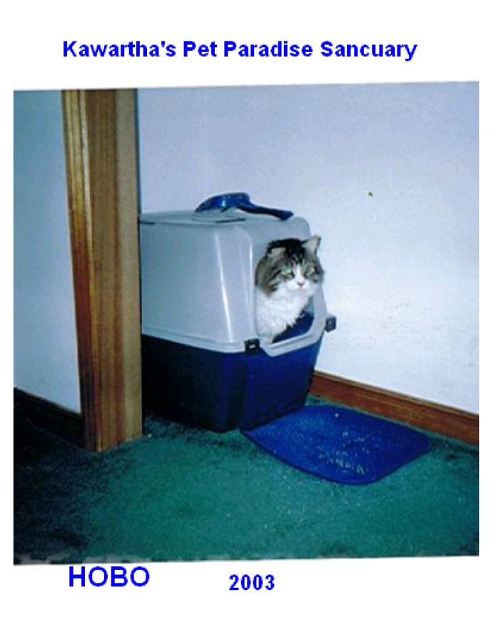 2003 - Hobo - P19 - in litter box and looking out.