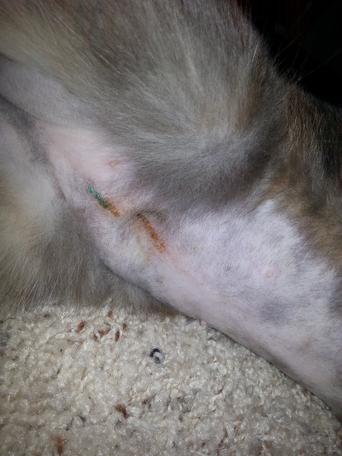 cat spay incision crusty