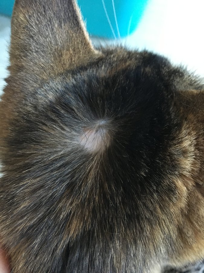 Bald Patch On Cats Neck