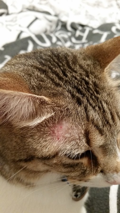 Red Bumps On Cats Skin