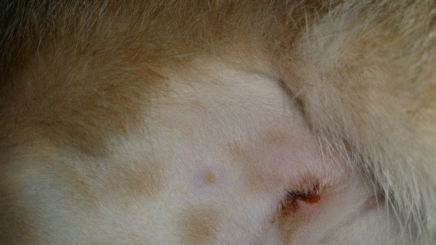 51 Best Images Cat Spay Incision Infection / Is this normal? Spay