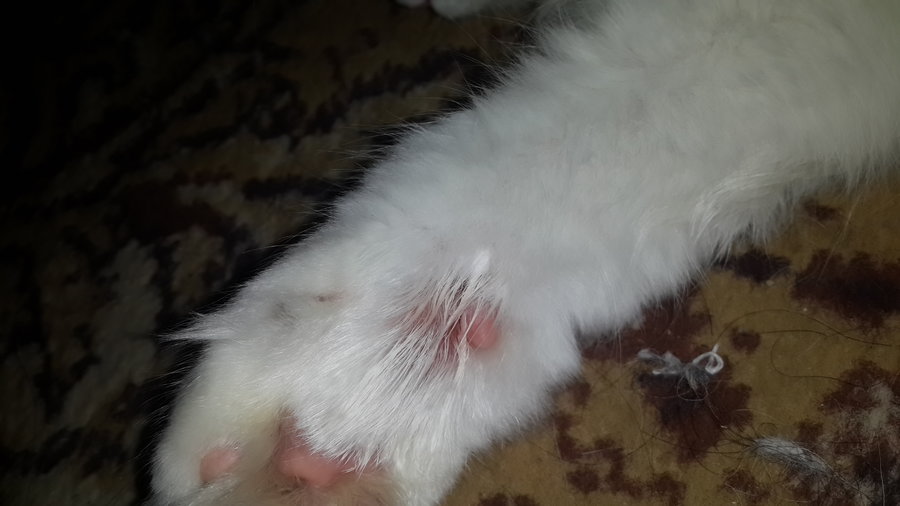 My Cat S Paw Is Bleeding Thecatsite