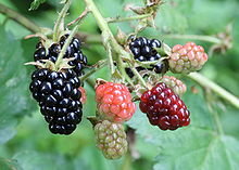 220px-Ripe,_ripening,_and_green_blackberries.jpg