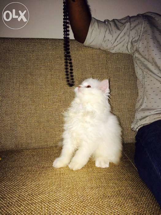 49905987_1_1000x700_cute-white-persian-d-kitten-2-