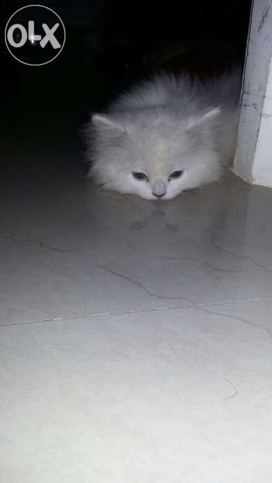 49905987_3_1000x700_cute-white-persian-d-kitten-2-