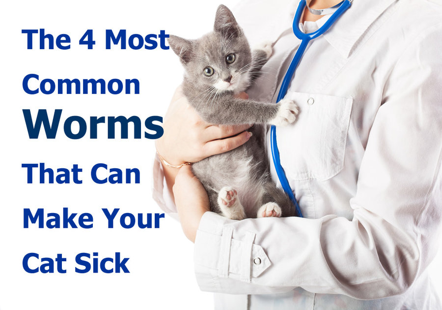 The 4 Most Common Worms That Can Make Your Cat Sick Thecatsite 