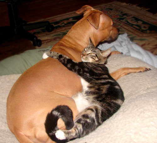 6.4.14-Dogs-and-Cats-Who-Love-to-Cuddle8.jpg