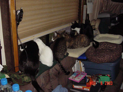 _resized all cats at window 2003.jpg