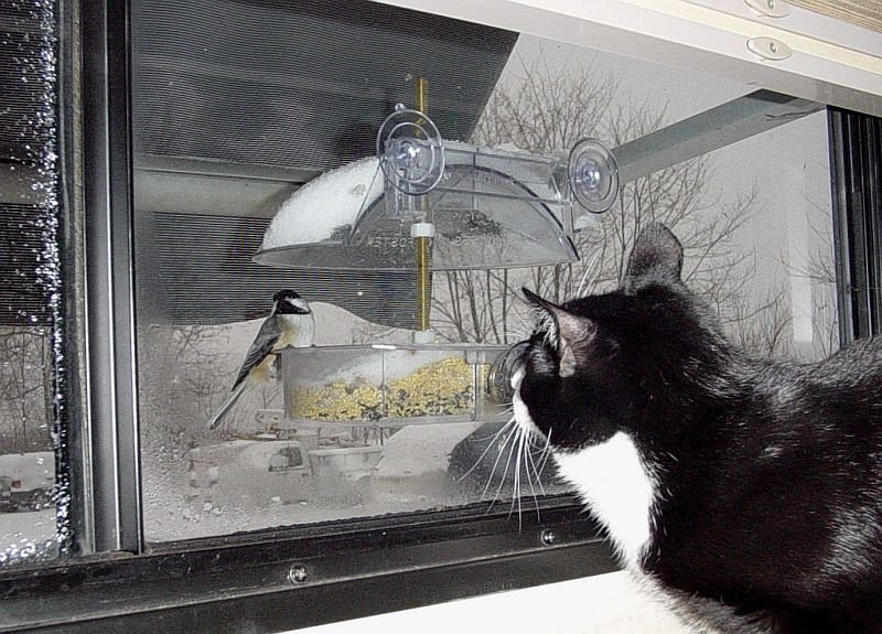_Shelly looking at Chickadee in feeder resized.jpg