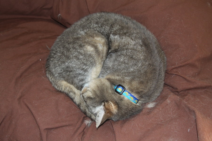 A "circular" cat could mean the room is too cold.