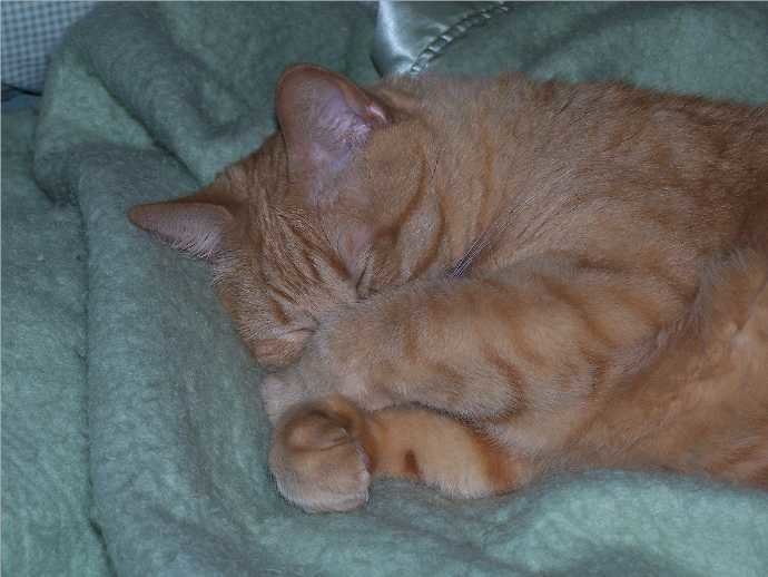 Abby sleeping green blanket.jpg