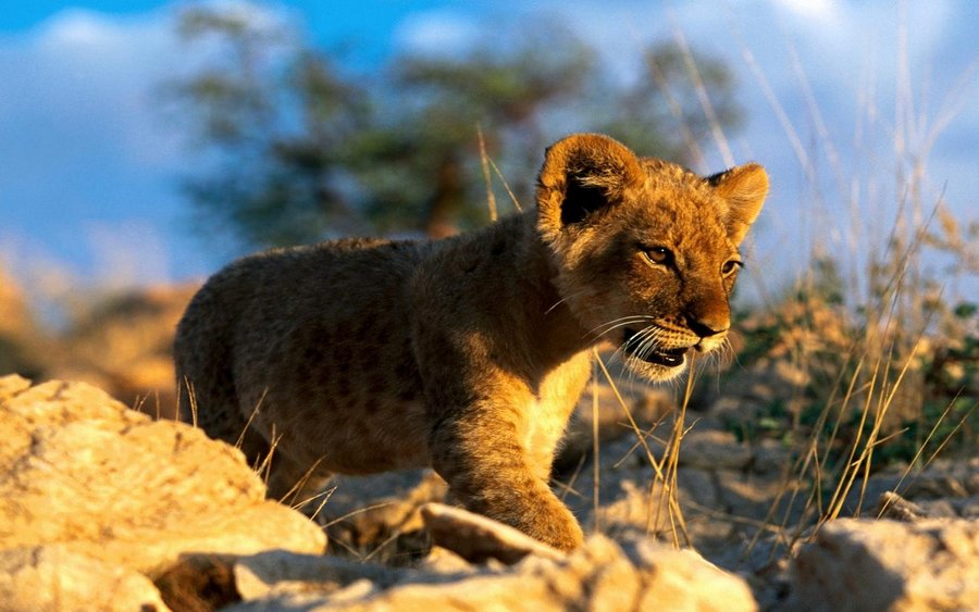 African Lion Cub (Copy).jpg