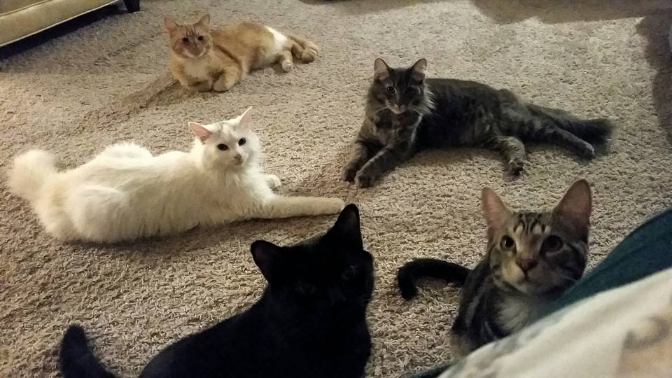 All five cats
