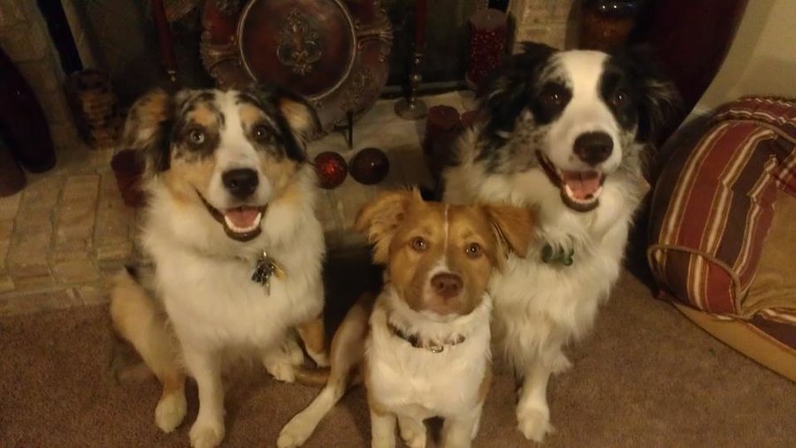 all three dogs.jpg