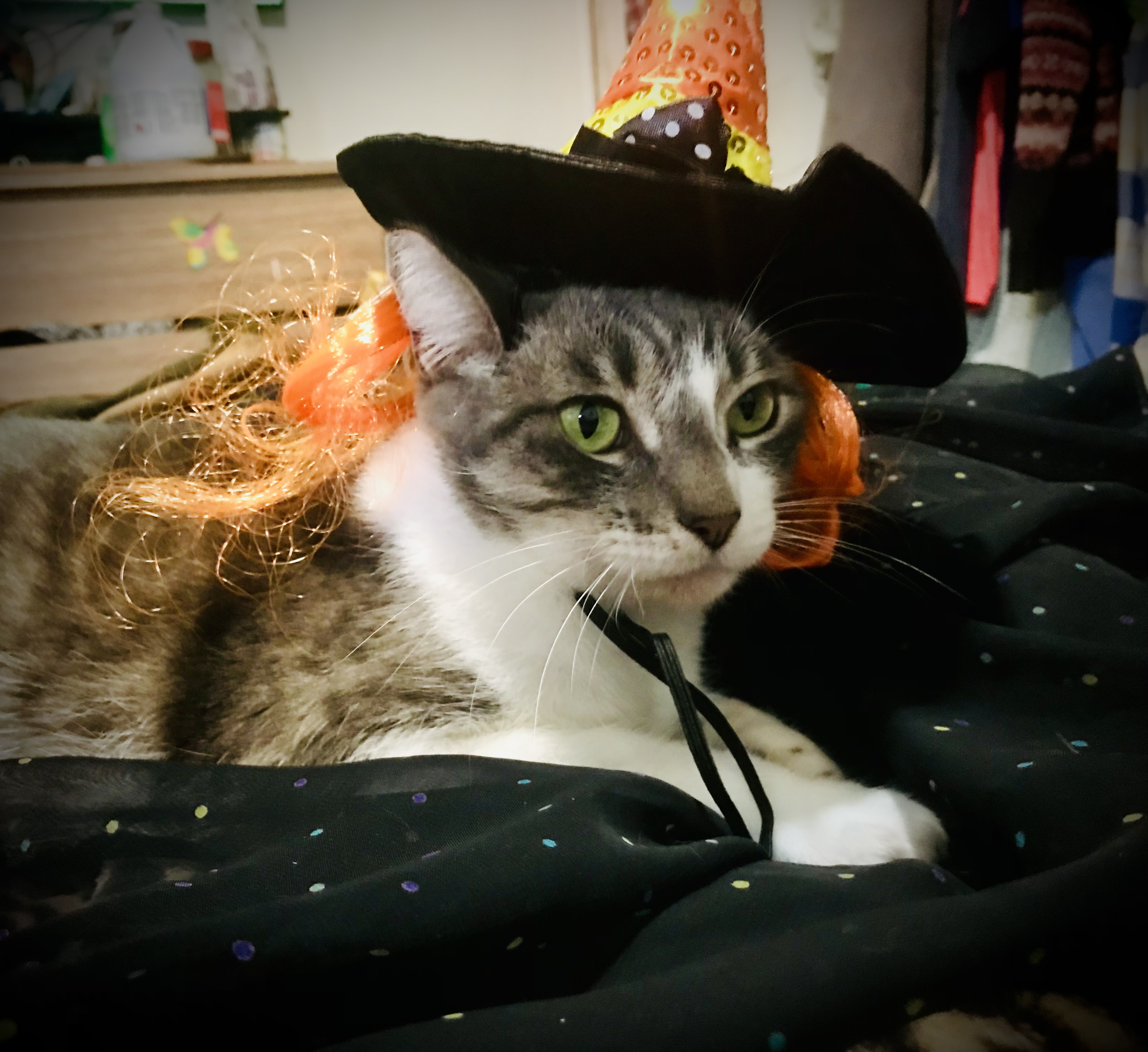 And Lil’ Bo is a Witch this Halloween
