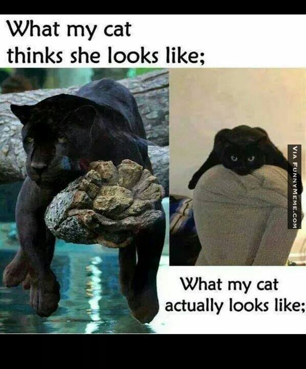 Animal-memes-what-my-cat-thinks-she-looks-like.jpg