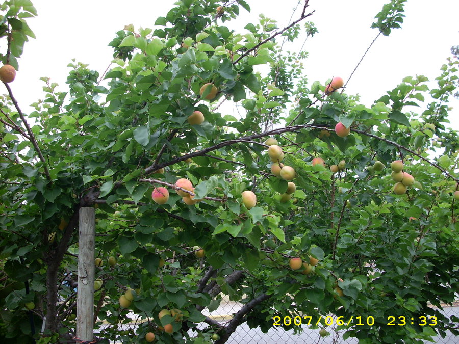 apricot tree 2.jpg