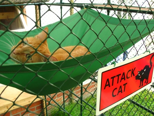 Attack cat3.jpg