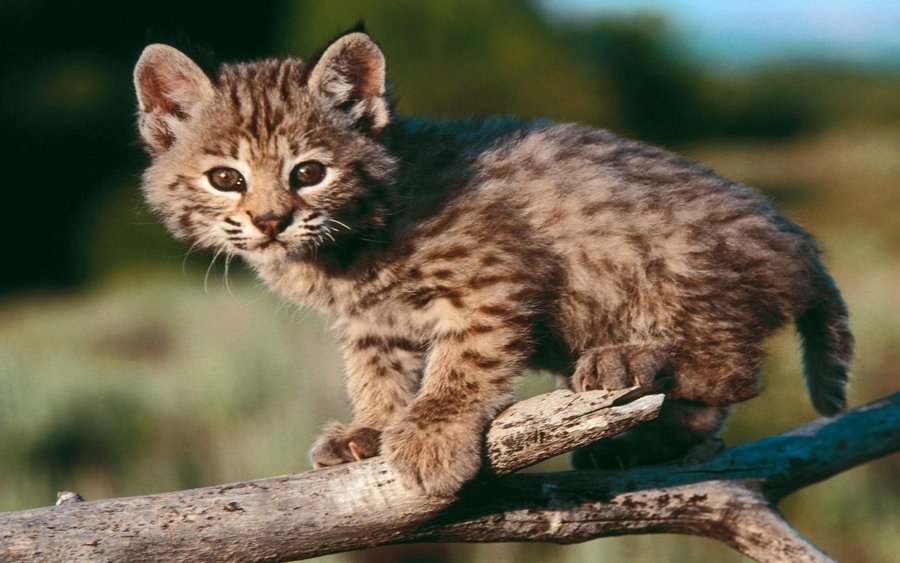 Baby Bobcat (Copy).jpg