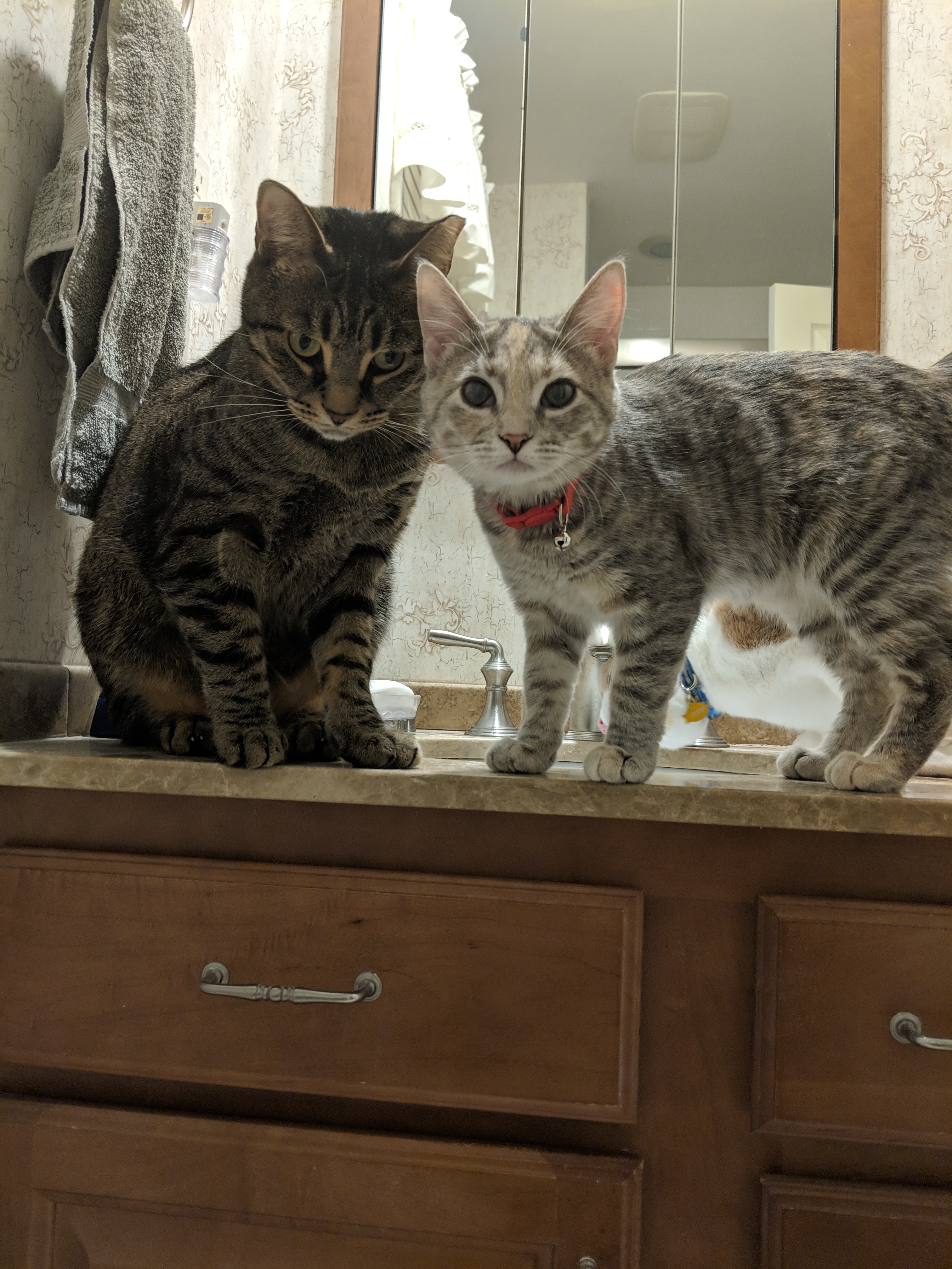 Barry and Paisley on Sink