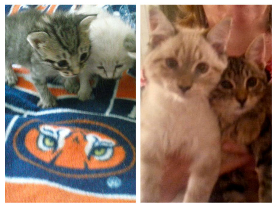 before and after 2 kittens.jpg