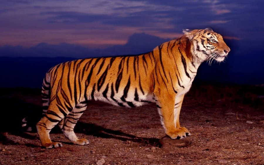 Bengal Tiger (Copy).jpg