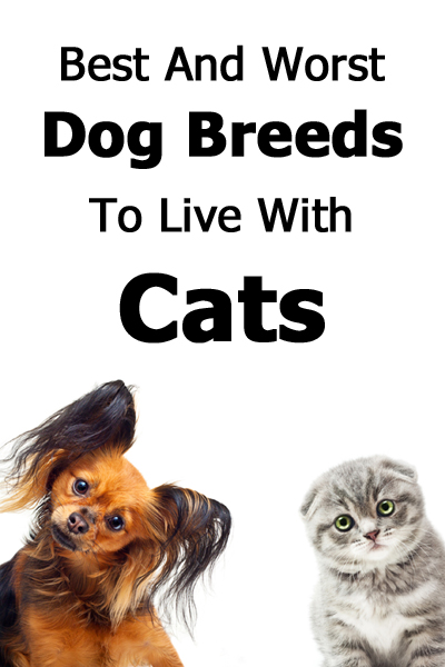 Best and Worst Dog Breed to Live with Cats