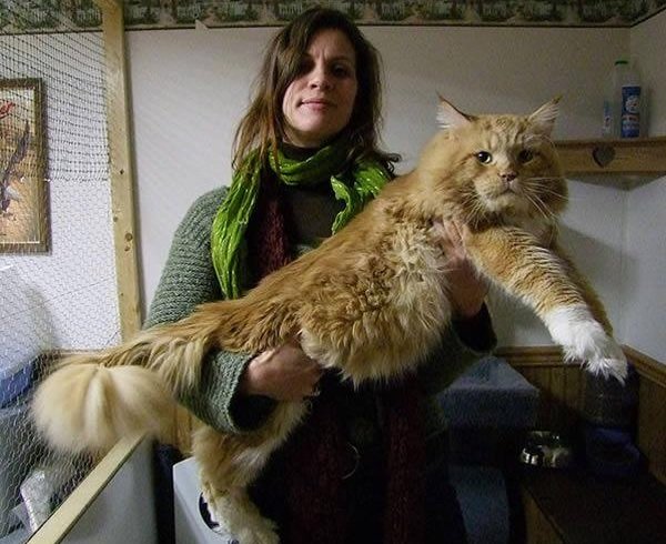 big-fluffy-and-definitely-adorable-maine-coon-cat-
