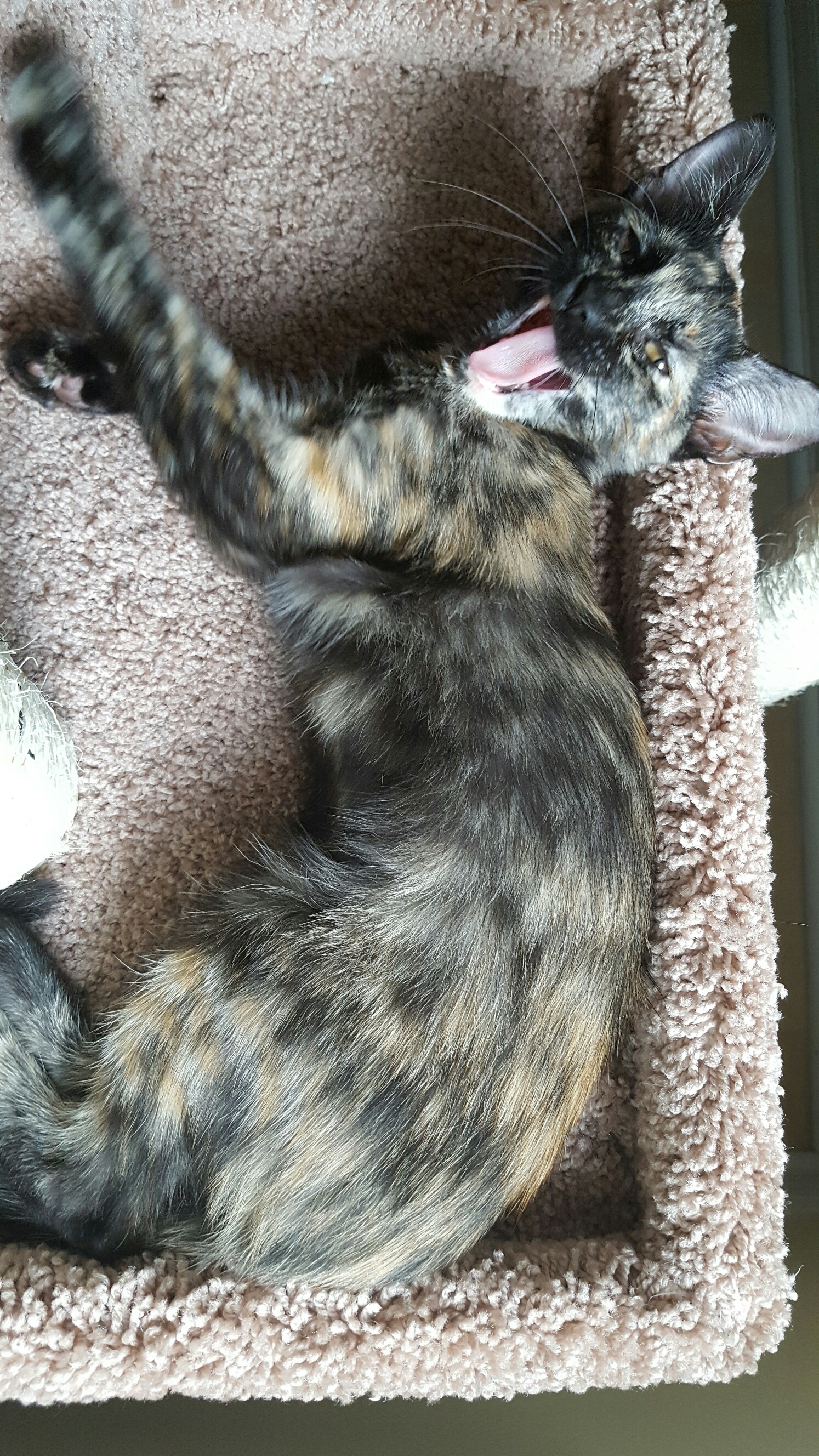 Big Yawn