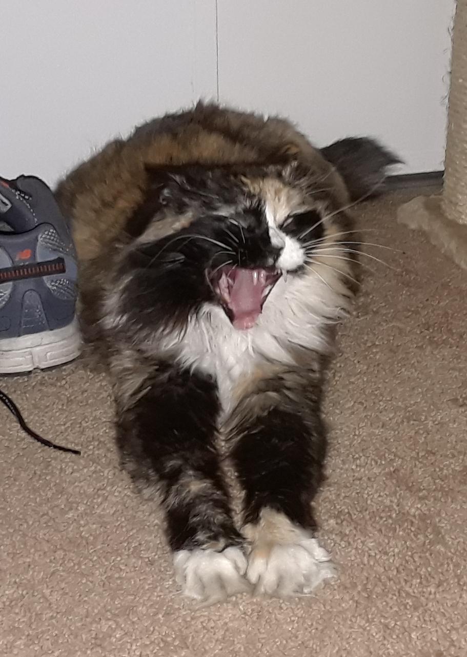 Biiiiiiigg yawn!!