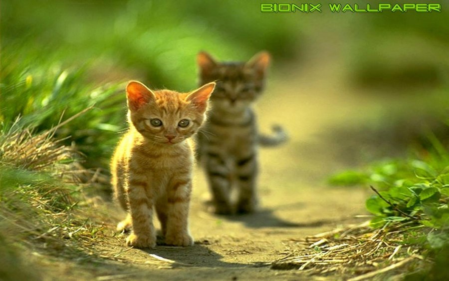 Bionix Wallpaper - Green cats - Tile example (Copy