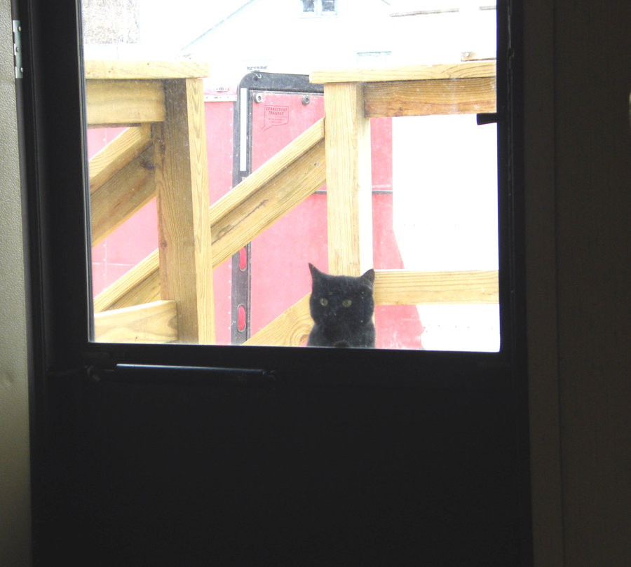 black cat door.jpg